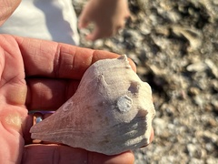 Sinistrofulgur pulleyi