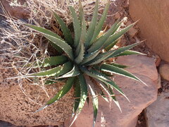 Agave utahensis kaibabensis