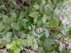Torilis arvensis