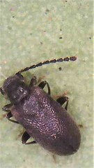 Zenascus obscurus