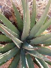 Agave utahensis kaibabensis