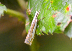 Crambus pascuella