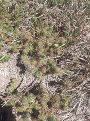 Acalypha radians