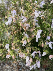 Conradina grandiflora