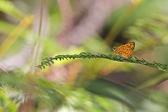 Ampittia virgata