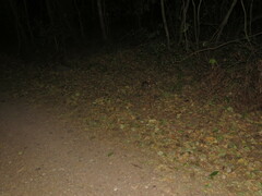 Sylvilagus brasiliensis