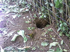 Arremon brunneinucha