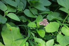 Ypthima baldus