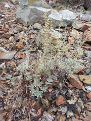 Artemisia lagocephala