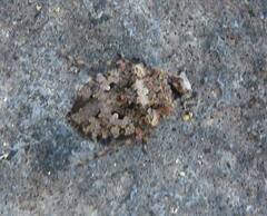 Gelastocoris oculatus