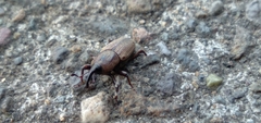 Sphenophorus venatus
