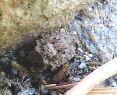 Gelastocoris oculatus