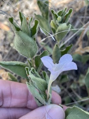 Ruellia humilis