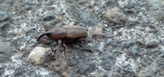 Sphenophorus venatus
