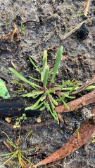 Podotheca angustifolia