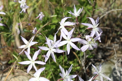 Leucocoryne ixioides