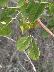 Fraxinus albicans