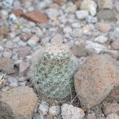 Escobaria chihuahuensis
