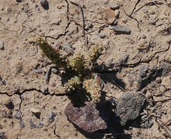 Halogeton glomeratus