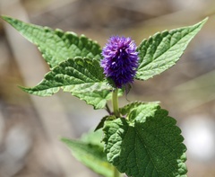 Agastache foeniculum