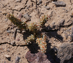 Halogeton glomeratus