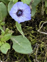 Nolana humifusa