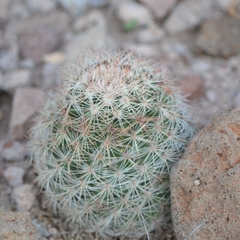 Escobaria chihuahuensis
