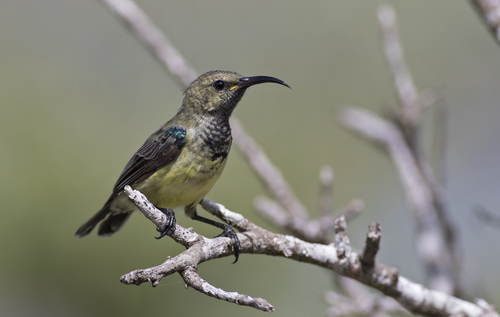 Souimanga Sunbird