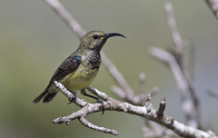 Souimanga Sunbird photo 5