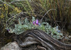Astragalus missouriensis