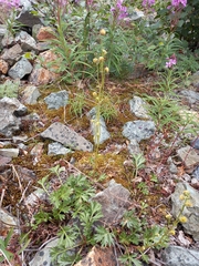 Artemisia arctica