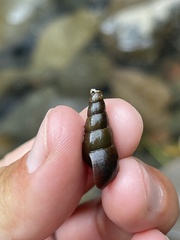 Melanoides tuberculata