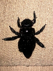 Xylocopa sonorina