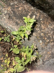 Brickellia grandiflora