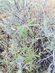 Ipomoea costellata