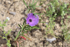 Clarkia tenella