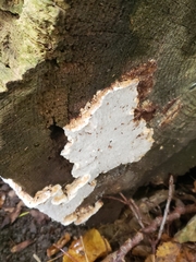 Neoantrodia serialis