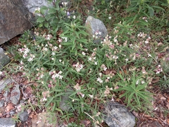Silene repens