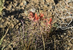 Castilleja integra