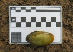 Utterbackia imbecillis