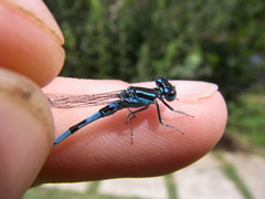 Coenagrion mercuriale