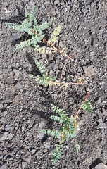 Astragalus chinensis