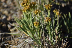 Petradoria pumila