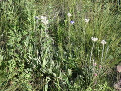 Antennaria anaphaloides