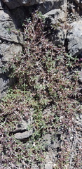 Thymus gobicus