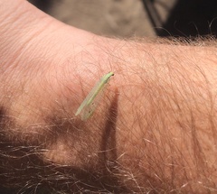 Chrysopa coloradensis