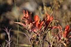 Castilleja integra