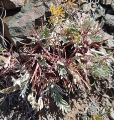 Oxytropis tragacanthoides