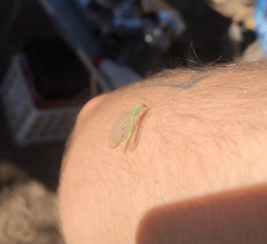 Chrysopa coloradensis