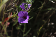 Clarkia tenella